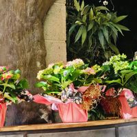   at Ana Alban Homenajes  in Fuerteventura