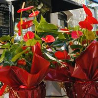   at Ana Alban Homenajes  in Fuerteventura