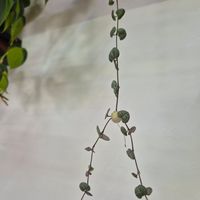 Lovely plants all around at Terrible Coffee in Queretaro