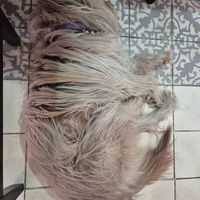 Pet friendly 💜 Thank you! at Terrible Coffee in Queretaro