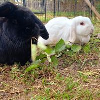 🐇lucky & 🐇jule at Lebenshof Tierlieben in Ammerbuch