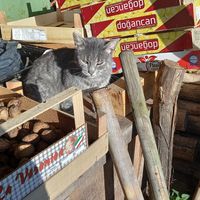 😸minka at Lebenshof Tierlieben in Ammerbuch