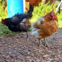 🐔🐔 (i don't know know their names) at Lebenshof Tierlieben in Ammerbuch