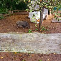 🐗 eddy at Lebenshof Tierlieben in Ammerbuch