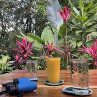 very nice garden next to the creek and forest  at Café Vivo in Uvita