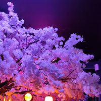  at Red Torch Ginger in Sandyford