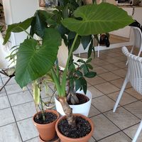  at Intense Coffee - Bonnevoie in Luxembourg City