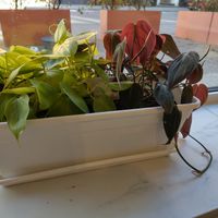  at Intense Coffee - Bonnevoie in Luxembourg City