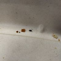 Fly under club sandwiche's salad. Slimey greens had already been tossed. at LAX - Real Food Daily - T4 in Los Angeles