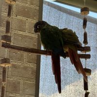 “Who you lookin’ at??"  at Cafe Macro Miyori - 美与利 カフェマクロビヨリ in Fukuyama