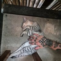  at Chill Out Kohkood in Koh Kut