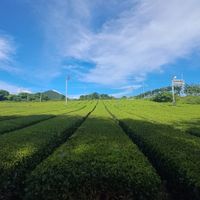 at Osulloc Tea Museum in Jeju