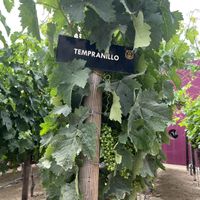   at Monte Xanic in Valle De Guadalupe