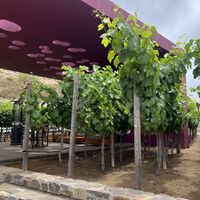   at Monte Xanic in Valle De Guadalupe