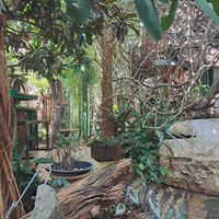 Outdoor sitting at Begonia Cafe - ร้านอาหาร หัวหลักหัวตอ in Chiang Mai