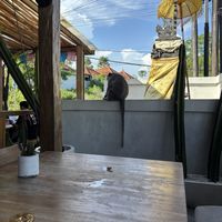 Monkey   at Lola's Cantina Mexicana - Uluwatu  in Pecatu