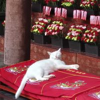  at Longhua Temple in Shanghai
