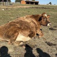 david  at Lancaster Farm Sanctuary in Mount Joy