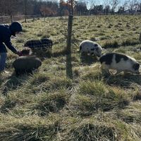   at Lancaster Farm Sanctuary in Mount Joy