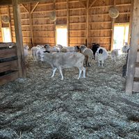   at Lancaster Farm Sanctuary in Mount Joy