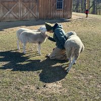   at Lancaster Farm Sanctuary in Mount Joy