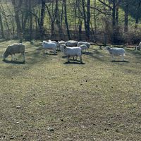   at Lancaster Farm Sanctuary in Mount Joy