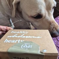 Vegan brownies (uber moisr, gooey and delicious!) at The Cravin' Pantry in Mumbai