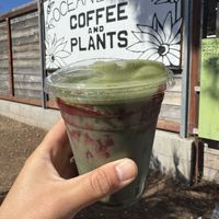   at Ocean Beach Coffee and Plants in San Diego