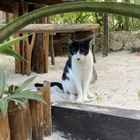 Again is an animal friendly resort. This is one of their cats.   at SANA SANA by Raw Love Tulum in Tulum