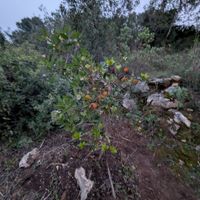  at L.O.V.E. Farmstay in Boliqueime