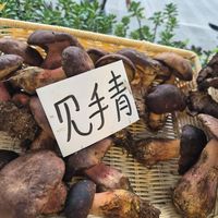 Yunnan wild mushroom at Buddha -菩茶 in Dali