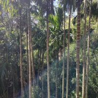 The view 🌴 at Sintha bara Lonthe - Konich in Ella