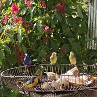 Bird Feeder at Bar Restaurante Paellas La Oropendola in Nuevo Arenal
