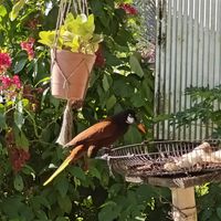 Bird Feeder at Bar Restaurante Paellas La Oropendola in Nuevo Arenal