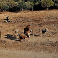  at Rifugio di Miki Pig in Telti