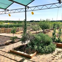 Fruit orchard  at Emirates Bio Farm  in Al Ain