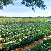 Vegetable fields  at Emirates Bio Farm  in Al Ain