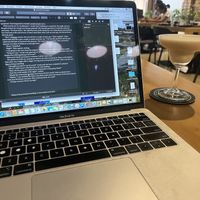 The palm  at Department of Coffee in Kandy