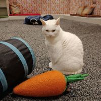  at Paws Cafe in Shrewsbury