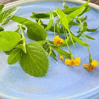 Teas are made of garden herbs.  at Finca San Pedro in Barichara