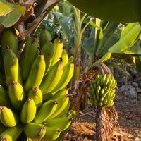 Organic bananas and platains growing in our garden.  at Finca San Pedro in Barichara