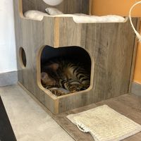   at Cat Café Firenze  in Florence