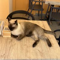   at Cat Café Firenze  in Florence