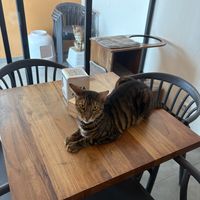   at Cat Café Firenze  in Florence