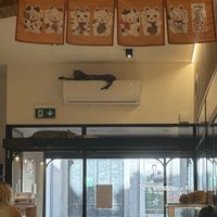   at Cat Café Firenze  in Florence