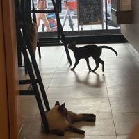   at Cat Café Firenze  in Florence