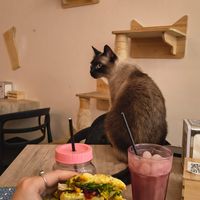 at Cat Café Firenze  in Florence