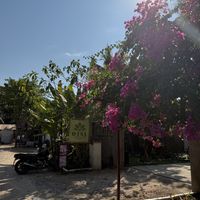   at Ojas Vegan & Vegetarian Eatery in Siem Reap