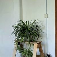 Corridor at Ojas Vegan & Vegetarian Eatery in Siem Reap