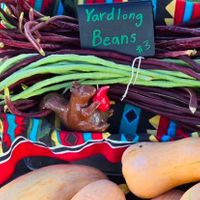 Yard long beans  at Fat Squirrel Peppers in Tuscaloosa